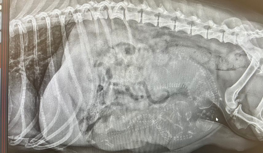 Zakaj so rentgenske slike neprecenljive za zdravje naših ljubljenčkov