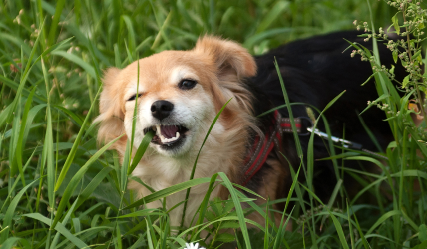 Zakaj psi jedo travo?