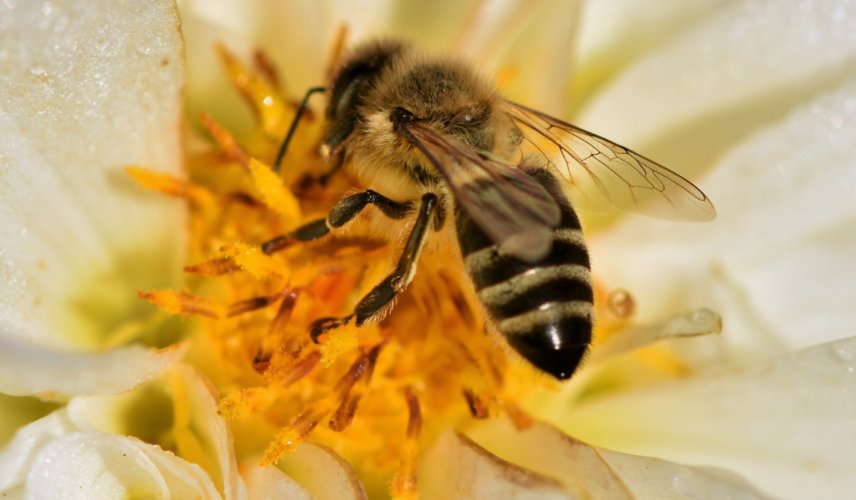 Prva pomoč pri piku čebele