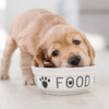 Katero hrano izbrati za svojega psa?