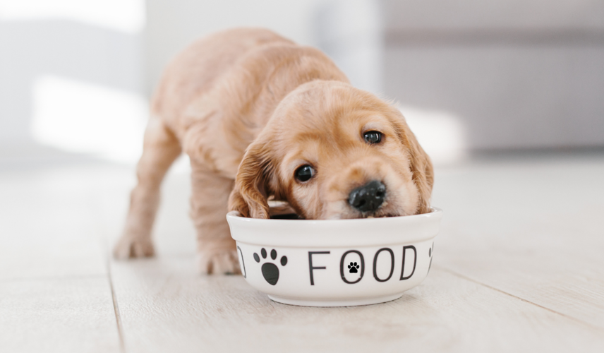 L'alimentazione migliore per il tuo cane